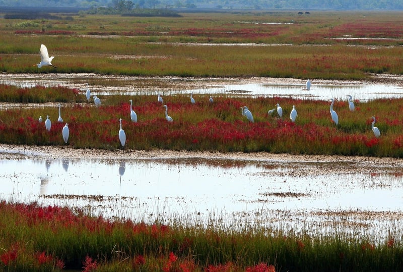 Assateague Island, Maryland Beach